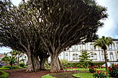 Azzorre, Isola di Faial - Horta. Jardim Florencio Terra. Gigantesche dracene. 